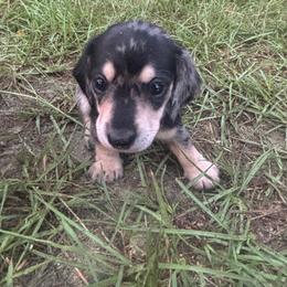 Royal Blue Collar - Dapple male Dachshund puppy in Eustis, Florida from K8’s Dachshunds