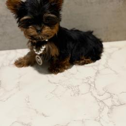 Sapphire Small - Black and gold female Yorkshire Terrier puppy in Maple Heights, Ohio from Yorkiesllc