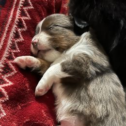 Miniature Australian Shepherds and Toy Australian Shepherds from A2A Aussies