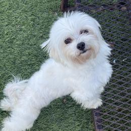 Tiger - Maltese
