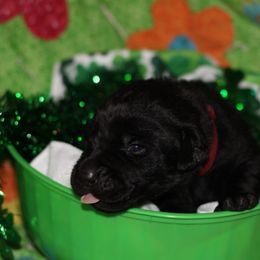 Labrador Retriever Puppies from Paradise Farm Gun Dogs