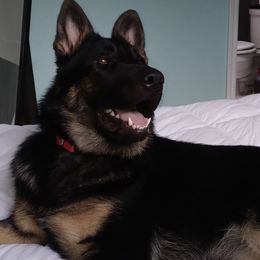 German Shepherds from KK Kennels