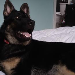 German Shepherds from KK Kennels