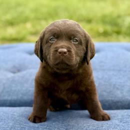 Drake - Chocolate male Dilute Retriever puppy in Baldwin City, Kansas from Hedge Lane Labradors