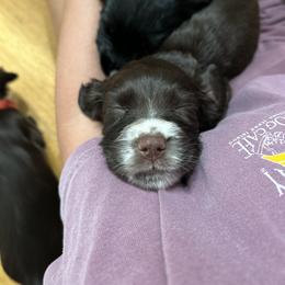 English Cocker Spaniel Puppies from River Trail Kennels
