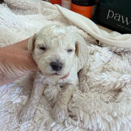 Bell - Cream female Goldendoodle puppy in Cherry Tree, Pennsylvania from Plum Creek Acres Next Generation