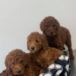 Poodles from Mar Mar’s Standard Poodles
