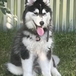 Siberian Huskies from Diora