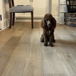 Maggie - Poodle