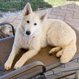 Berger Blanc Suisse and German Shepherd Puppies from Scenic Creek German Shepherds and White Swiss Shepherds