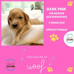 Honey: Dark Pink Collar - Apricot female Goldendoodle puppy in Raceland, Louisiana from Cajun Doodles