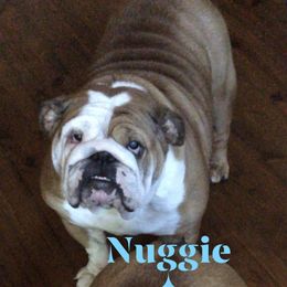 Nugget - Bulldog