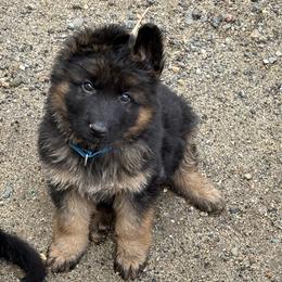 Blue Collar long hair coat male - Black and red male German Shepherd puppy in Galt, California from At Redwood Runs