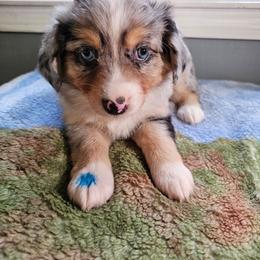 Willow - Blue merle female Miniature Australian Shepherd puppy in Dunnellon, Florida from Ever After Mini Aussies