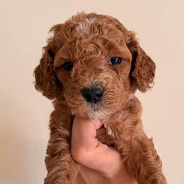 Girl 1 - Red  female Goldendoodle puppy in Covington, Louisiana from MyKy Puppies