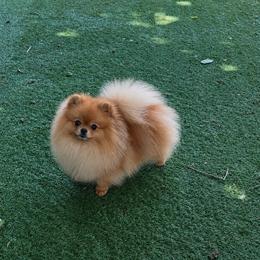 Wilder - Pomeranian