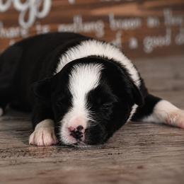 Scarlett - Black & white female Miniature Australian Shepherd puppy in Lowgap, North Carolina from Baileys Mini Aussies