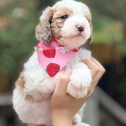 Toffee - Cream female Whoodle puppy in Knoxville, Tennessee from Fleury Farm Doodles TN