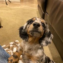 Dachshund Puppies from Strom Ranch