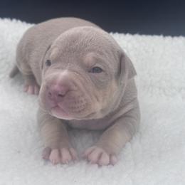 Lilac Tri - Lilac tri-color male American Bully puppy in Union County, North Carolina from XLRG BULLIES