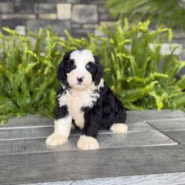 Victor - Tri-color male Double Doodle puppy in Millersburg, Ohio from T Sanctum