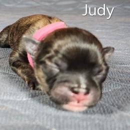 Judy - Brindle female Lhasa Apso puppy in Jefferson, New York from Absolute Lhasa Love