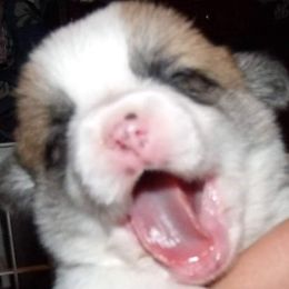 Pembroke Welsh Corgi Puppies from Timberside