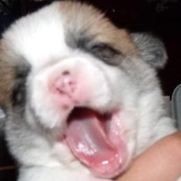 Pembroke Welsh Corgi Puppies from Timberside