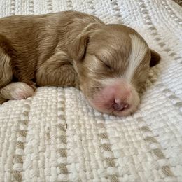 Daisy - Red  female Goldendoodle puppy in Sallisaw, Oklahoma from Huddle Puppies