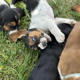 Basset Hound Puppies from Hill Top Basset Hounds & Great Pyrenees