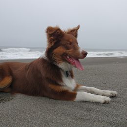 Australian Shepherds from Springville Aussies