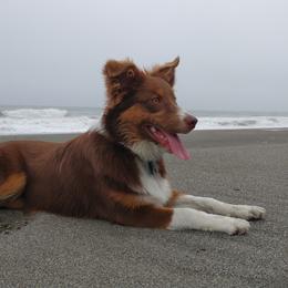 Australian Shepherds from Springville Aussies