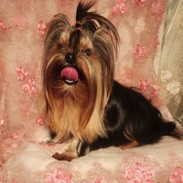 🫶💥Leviosa💥🫶 - Yorkshire Terrier