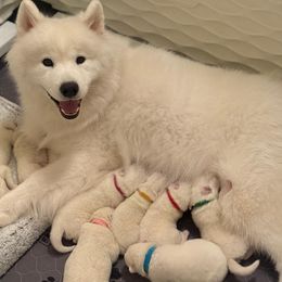 Samoyed puppies from Arctic Edge Samoyeds