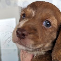 Boy 1 - Dachshund puppy in Homosassa, Florida from Foxies Doxies