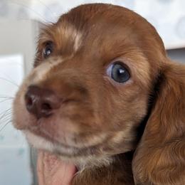 Boy 1 - Dachshund puppy in Homosassa, Florida from Foxies Doxies