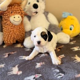 Cavapoo - Frosty - Tri-color male Cavalier King Charles Spaniel puppy in Middletown, Ohio from CreekSong Farm Cavaliers