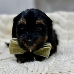 Snickers - Tri-color male Bernedoodle puppy in Herriman, Utah from Rose Canyon Doodles
