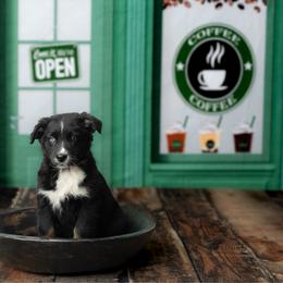 Chai - Black tri-color female Australian Shepherd puppy in Kathleen, Georgia from CM Farm