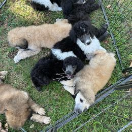 Dalmatian, Poodle, and Rhodesian Ridgeback Puppies from Ruffles, Ridges, & Spots!