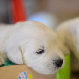 Golden Retriever Puppies from Benjamin Irving Goldens