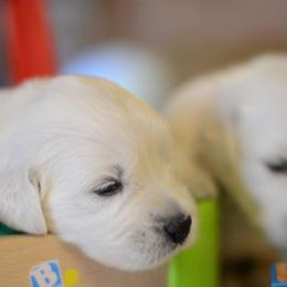 Golden Retriever Puppies from Benjamin Irving Goldens
