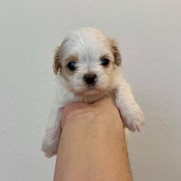 Elizabeth Swan - White female Shih Tzu puppy in Stroud, Oklahoma from Laik’s Little Shihtz & Poms