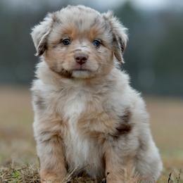 Lillian - Red merle female Miniature Australian Shepherd puppy in Hartman, Arkansas from Southern Edition Aussies