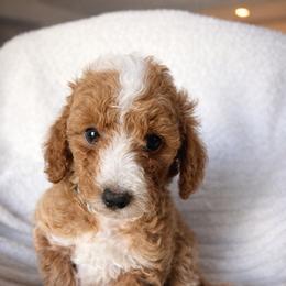 AKC Grey Collar - Red  male Poodle puppy in Powder Springs, Georgia from West Cobb Dogs