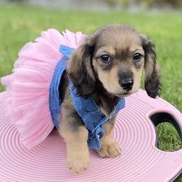 Dachshund Puppies from Northwest Dachshunds