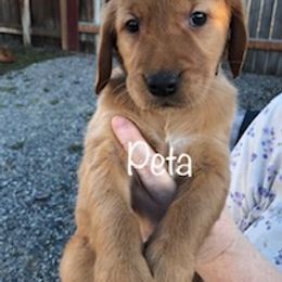 Golden Retriever Puppies from Karen's Goldens