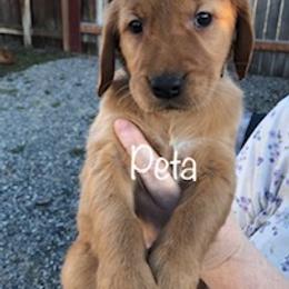 Golden Retriever Puppies from Karen's Goldens