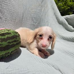 George - Piebald male Dachshund puppy in Tuscaloosa, Alabama from Watermelon Doxies