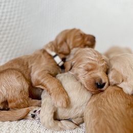 Goldendoodle Puppies from Northern California Doodles & Poodles
